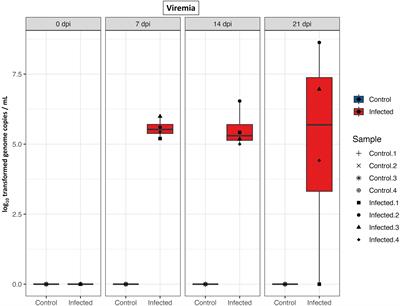 Gene expression of peripheral blood mononuclear cells and CD8+ T cells from gilts after PRRSV infection